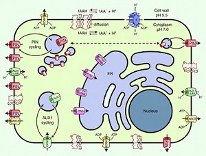 Scheme of plant cell with auxin transporters